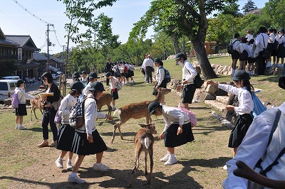 http://www.kamakura-u.ac.jp/sys/elementary_news/images/%E4%BF%AE%E5%AD%A6%E6%97%85%E8%A1%8C%20%285%29.jpg