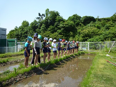 http://www.kamakura-u.ac.jp/sys/elementary_news/images/%E7%94%B0%E6%A4%8D%E3%81%88%20%282%29.jpg