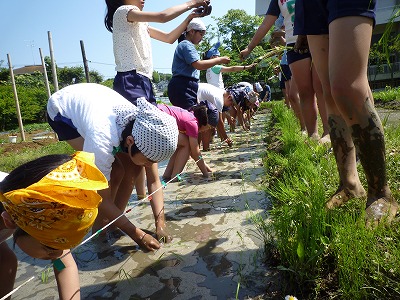 http://www.kamakura-u.ac.jp/sys/elementary_news/images/%E7%94%B0%E6%A4%8D%E3%81%88%20%284%29.jpg