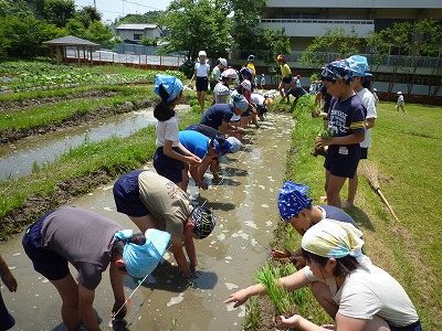 http://www.kamakura-u.ac.jp/sys/elementary_news/images/%E7%94%B0%E6%A4%8D%E3%81%88%20%287%29.jpg