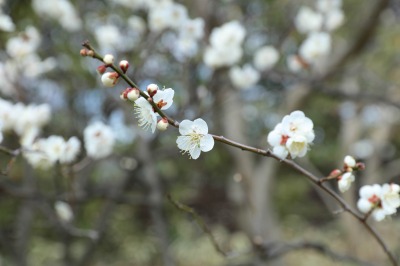 http://www.kamakura-u.ac.jp/sys/elementary_news/images/20190227%20%282%29.jpg