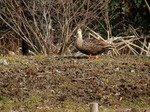 DSCN0620.jpg