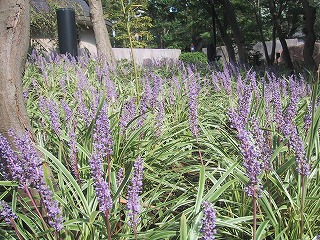 http://www.kamakura-u.ac.jp/sys/news-houjin/images/%E3%83%A4%E3%83%96%E3%83%A9%E3%83%B3_0641.jpg