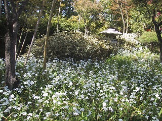 http://www.kamakura-u.ac.jp/sys/news-houjin/images/%E5%A7%AB%E3%82%B7%E3%83%A3%E3%82%AC%EF%BC%920587.jpg