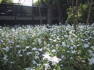 http://www.kamakura-u.ac.jp/sys/news-houjin/images/%E5%A7%AB%E3%82%B7%E3%83%A3%E3%82%AC_0586.jpg