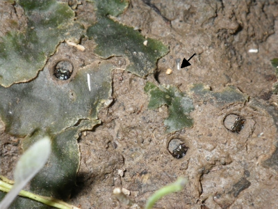 http://www.kamakura-u.ac.jp/sys/news-houjin/images/himehanmyo_larvae.jpg