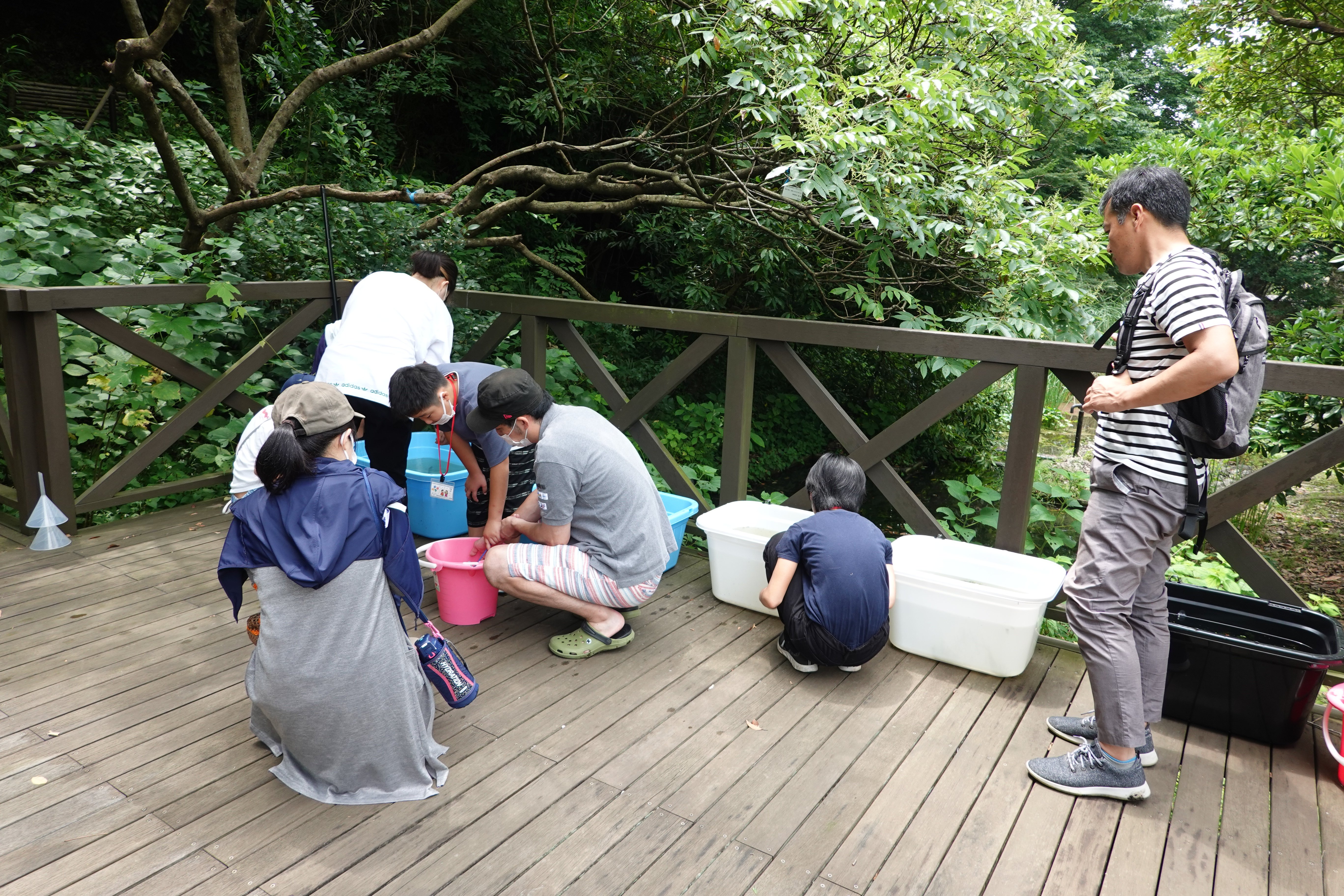 ミニビオトープの鎌倉メダカを観察.JPG