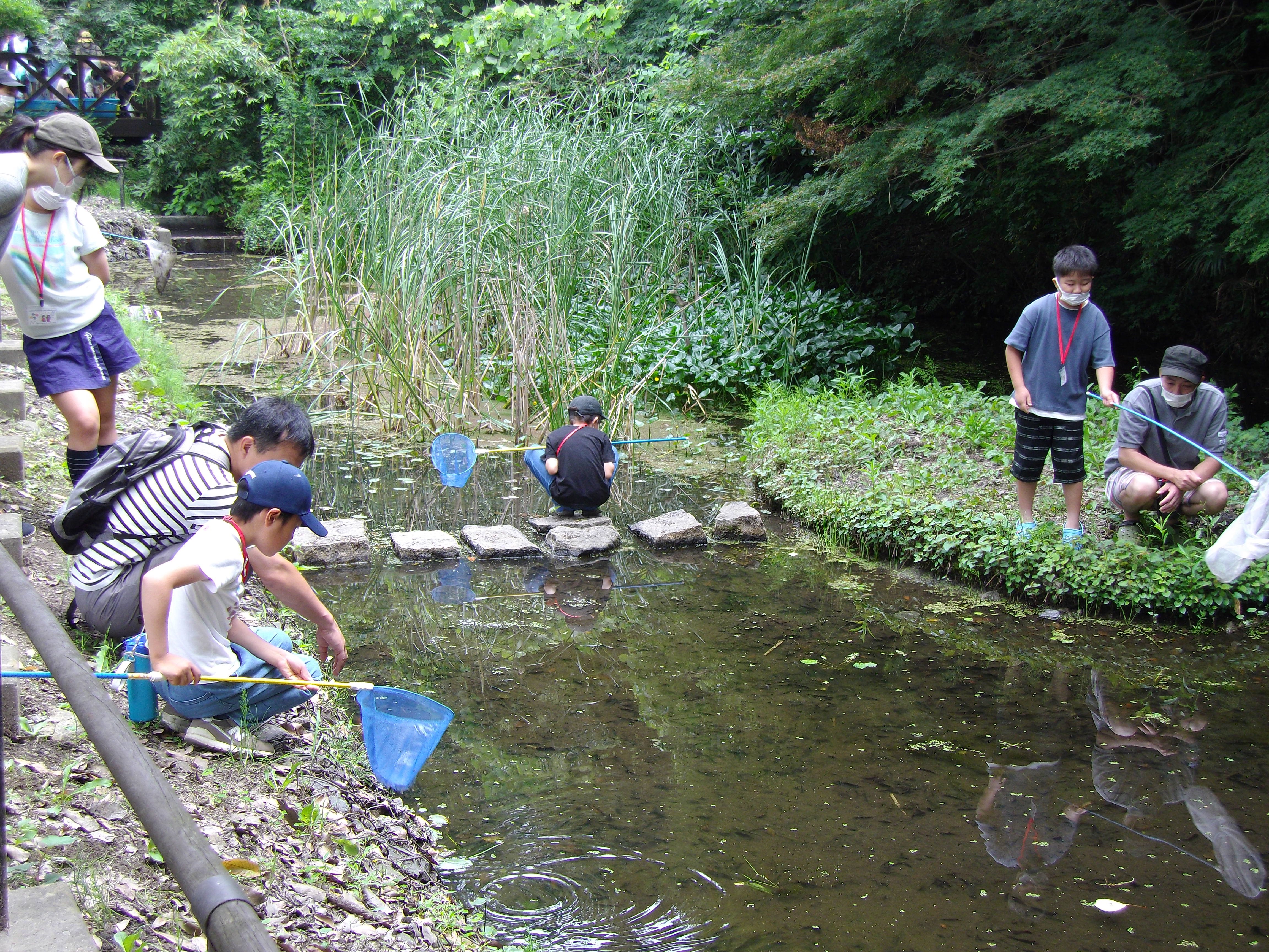 網で池の生物を捕獲.JPG