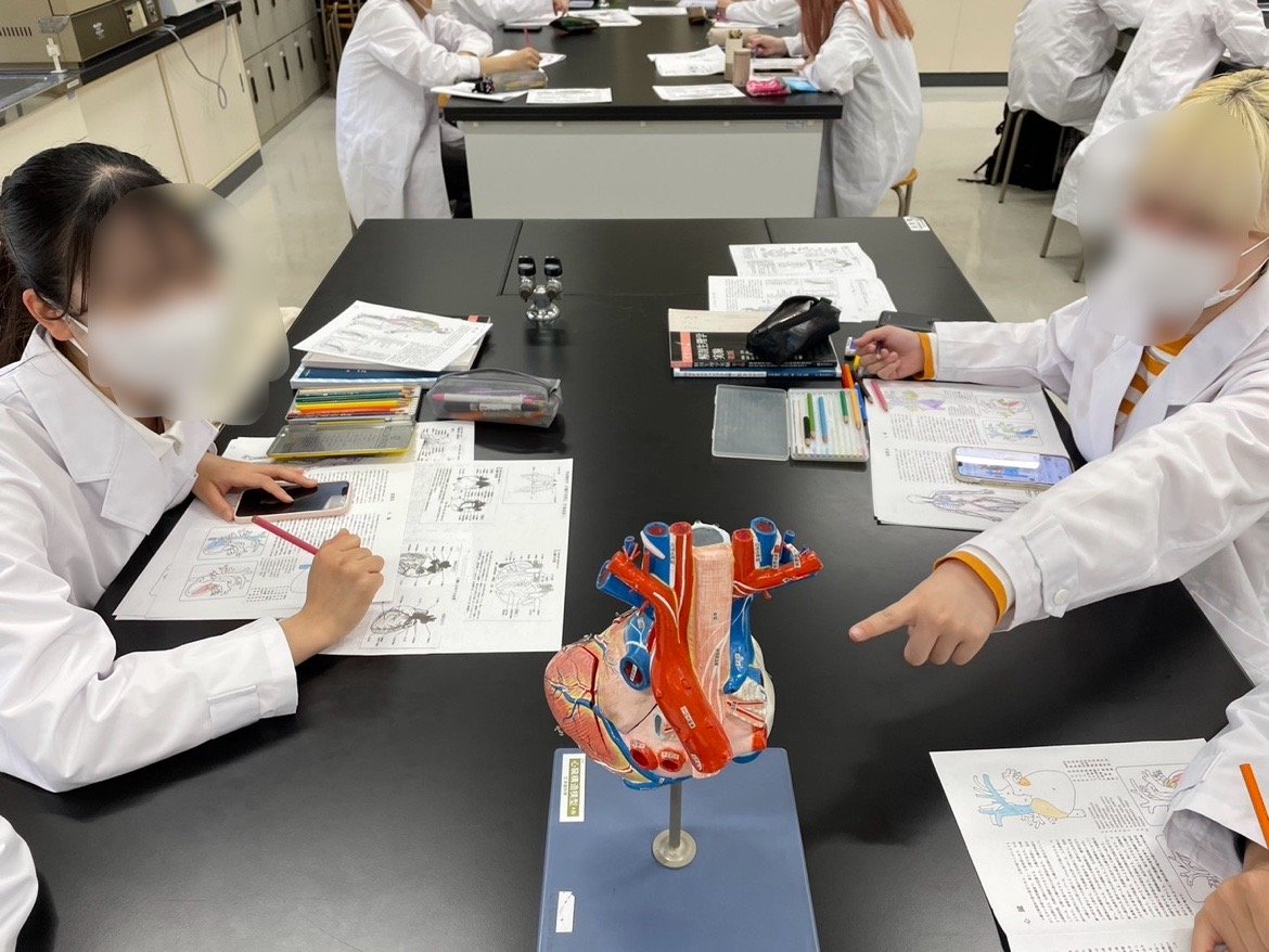 授業紹介「解剖学実習」 - 鎌倉女子大学 鎌倉女子大学短期大学部