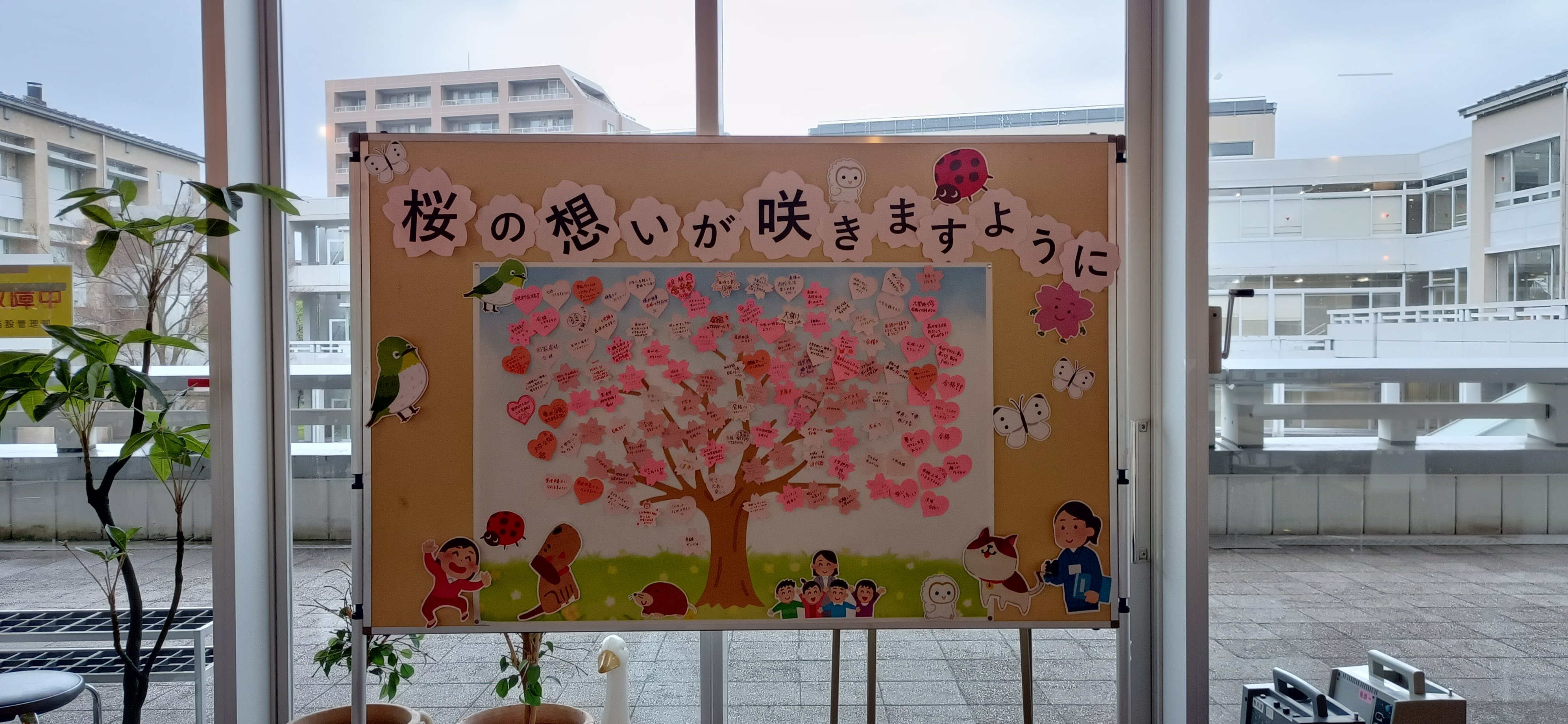 20250415_⑤桜IMG_20250413_145437.jpg