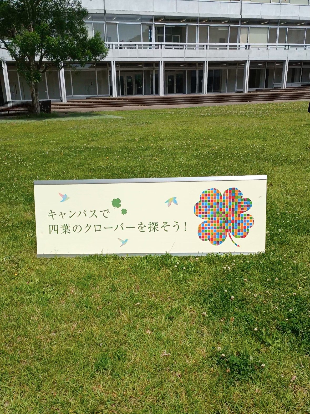 20250513_四葉IMG_3645.jpg