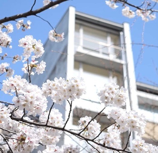 20260414②大船キャンパスを彩る薄ピンクの桜.jpg